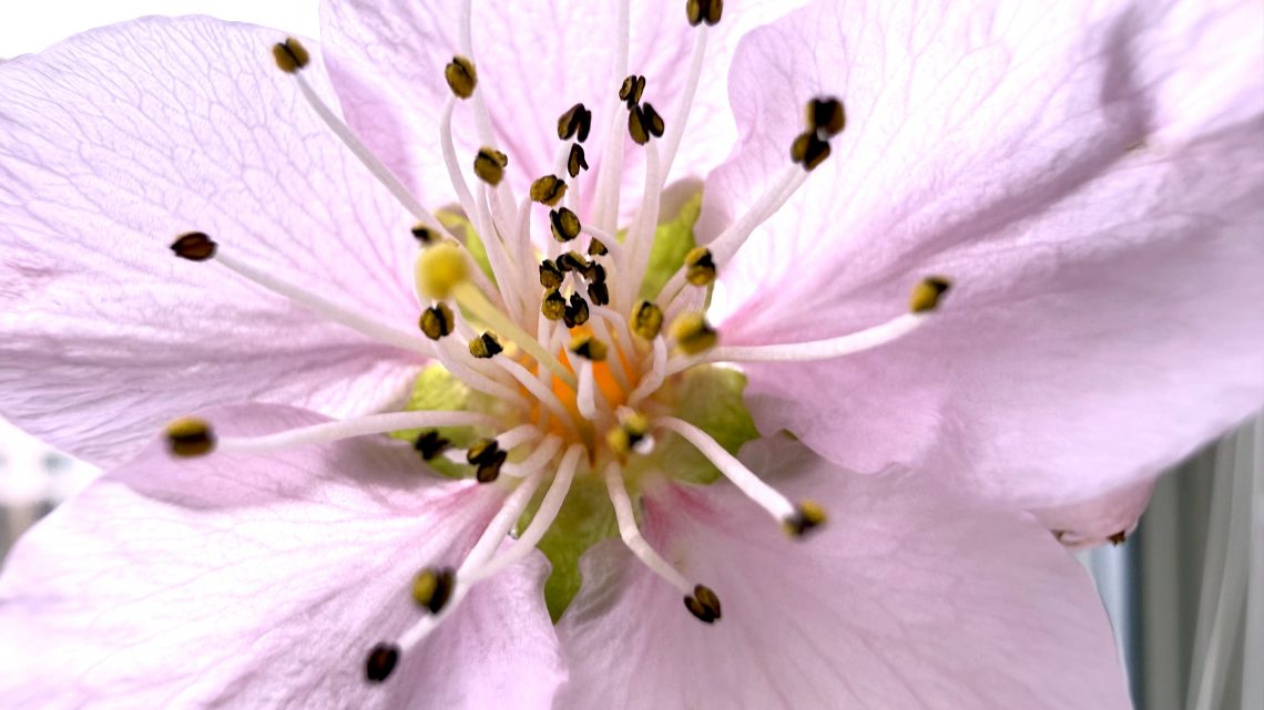 Flower power photo by Michaela von Schweinitz