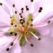 Flower power photo by Michaela von Schweinitz